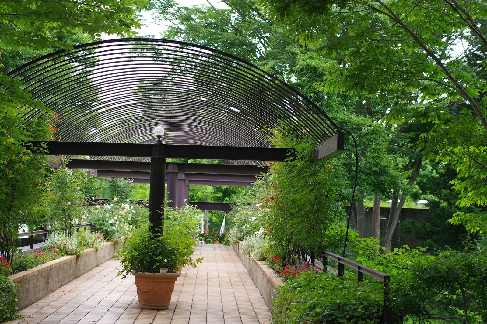 Garden walkway of pale deck boards under a curved black pergola with climbing greenery